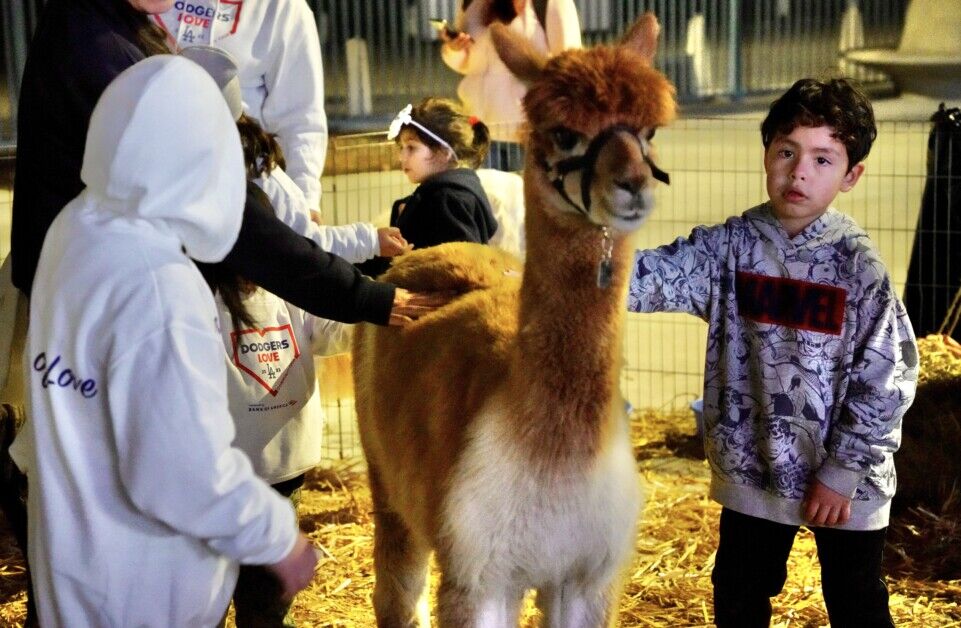 Child Petting Alpaca Child Petting Alpaca