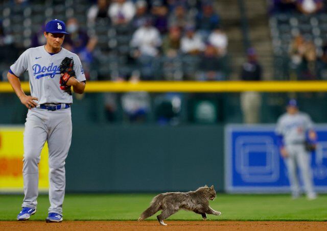 AJ Pollock, Corey Seager, cat